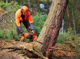 Best Lawn Maintenance Plans  in Hden Springs, ID